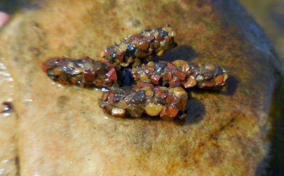 LimnephilidaeDSCN1082