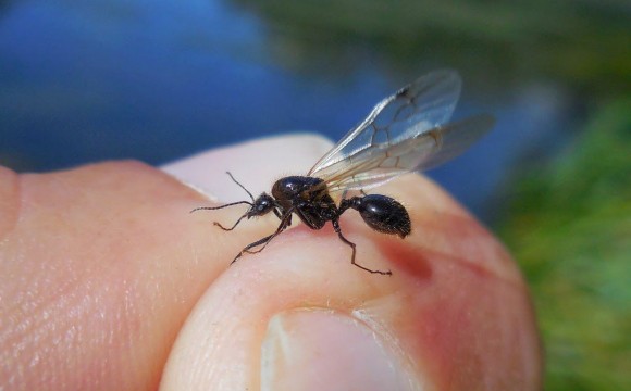 Messor_barbarus_Linnaeus_1767_DSCN2379