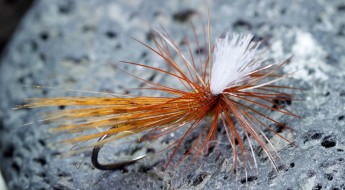 tricoptero-flor-de-escoba