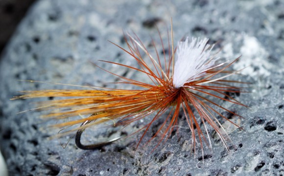 tricoptero-flor-de-escoba