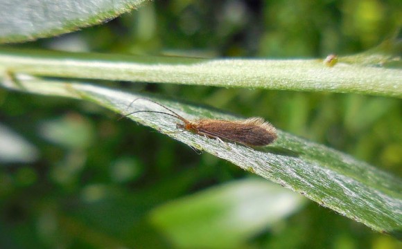 Psychomyia_pusilla_Fabricius_1781_DSCN0692